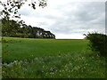 Winter cereal field with Antingham Wood as backdrop in NR28 0NR