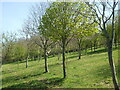 A forest in training in TA7 9BH