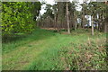 Track through Keeper's Warren in SG17 5QG