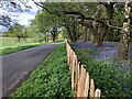 Fence and Bluebells by the road to Old Warden in SG18 9LP