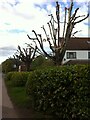 Severely pruned trees, Bennetts Road, Keresley in CV7 8HZ
