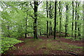 Beech woodland near Doulie Cottage in DD9 7YP
