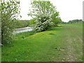Buttercups and hawthorn blossom by River Thames in SL7 3SB