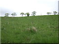 Hillside grazing beside Dumfries Road (A76) in KA18 3BL