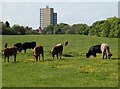 Cattle grazing on Newcastle Town Moor in NE4 9AN