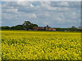 Colourful crops near Wheldrake in YO19 6AT