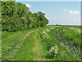 Path by the New Cut at Rampton in CB24 8BJ
