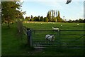 Sheep opposite Wickhamford Church in WR11 7SA