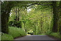 Tree tunnel over Witherington Road in SP5 3DN