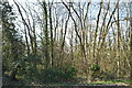Woodland by Redwall Lane in ME15 0RJ