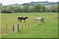 Horses in paddocks near Alderbury Farm in SP5 3DL
