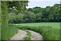 Path on the edge of Treasurers' Dean Wood in SP5 3DL
