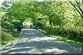 Cattle on road, New Forest in SP6 2PS
