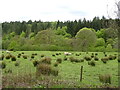Sheep grazing near the River Nith in DG3 4AH