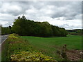 Woodland beside the A76 in DG3 5AY