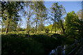 Open woodland along the River Deben, at Brandeston ford in IP13 7AN