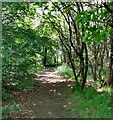 Woodland path: Belvedere Wood in EH48 4BP