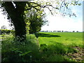 Hedge alongside Cereal Field in Thorpe Market