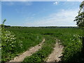 Entrance to Arable Field in Thorpe Market