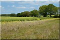 Farmland, Crondall in GU10 5PY