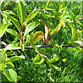 Leaf gall on Blackthorn in ML7 5PG