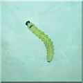 Insect larva from a leaf gall on Blackthorn in ML7 5PG