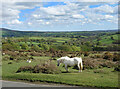 White Horse by the Road in PL19 9QB
