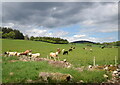 Cows in their field in AB34 5FH