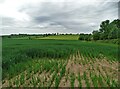Farmland west of Wood Lane in North and South Wheatley