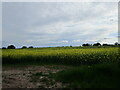 Field of oilseed rape. Longridge in ST18 9AL