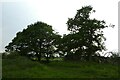Trees beside the cycle path in YO32 4TH