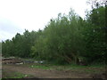 Woodland beside the A71 in KA11 5AN