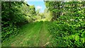 Track into Sawmill Wood from north side of minor road in CA6 5TS