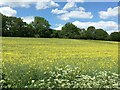 Field at Polhampton Farm in RG25 3BS