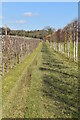 Footpath through orchards in ME15 0RJ