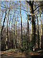 Mixed woodland in NR7 9AD