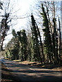 Salhouse Road through Harrison's Plantation in NR7 9AD
