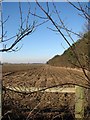 Ploughed field adjacent to Bulmer Coppice in NR13 5BS