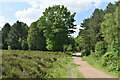 Track beside clearing in Joyden's Wood in DA5 2EN