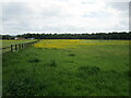 Buttercup filled meadow in ST19 5RW