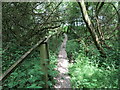 Boardwalk through Wellington Belt in ST19 5RW
