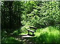 Bench in the woods north of Hodgefold in SK14 3GR