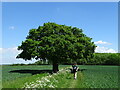 Tree along Icknield Way in CB11 4NH