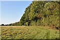 The edge of Milldown Wood in Beckley (Rother)