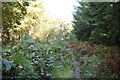 Footpath, Bixley Wood in Beckley (Rother)