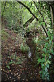 A small woodland stream in TN31 6XN