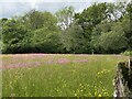 Summer meadow in SA19 7UE