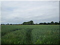 Wheat field off Branch's Lane in PE12 7BB