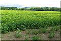 Looking over the oil seed towards the stream in SG5 3HZ