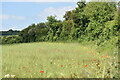 Field edge with poppies in Barford St. Martin